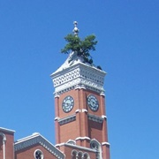 Courthouse Tree