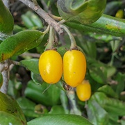 Khirni (Manilkara Hexandra)