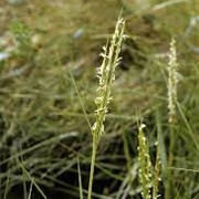 Common Cord-Grass