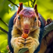 Indian Giant Squirrel