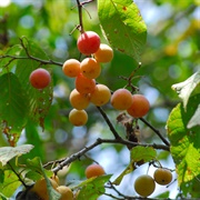 Mexican Plum (Prunus Mexicana)