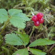 Five-Leaved Bramble (Rubus Pedatus)