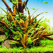 Cryptocoryne Beckettii