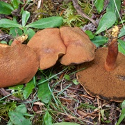 Chalciporus Piperatoides