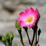 Sweetbriar (Rosa Rubiginosa)