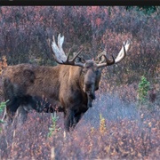 Moose Hunt