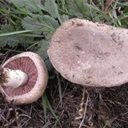 Brown Field Mushroom (Agaricus Cupreobrunneus)