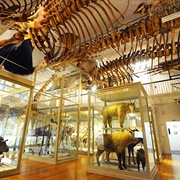 Harvard Museum of Natural History