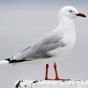 Silver Gull