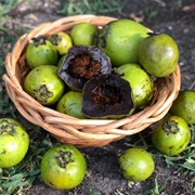 Black Sapote (Diospyros Nigra)