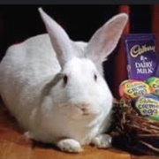 Cadbury Bunny