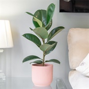 Ficus Elastica