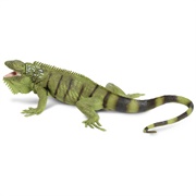 Toy Iguana