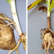 Orchid Root (Orchis Genus)