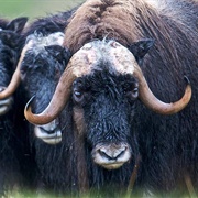 Musk Oxen