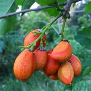 Peanut Butter Fruit (Bunchosia Glandulifera)