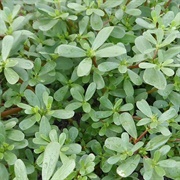 Summer Purslane