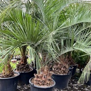 Wooly Jelly Palm Fruit (Butia Eriospatha)