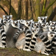 A Conspiracy of Lemurs