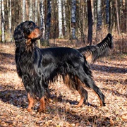 Groom a Gordon Setter