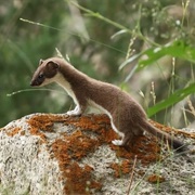 Least Weasel