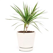 Dracaena Marginata