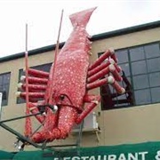 Kaikoura Giant Crayfish