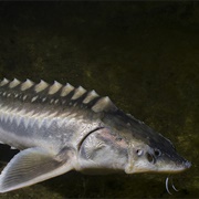 Sturgeon