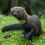 Tayra