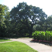 Giant Oak Park