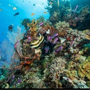 Swam in Great Barrier Reef