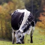 Lineback Cattle