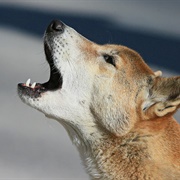 New Guinea Singing Dog