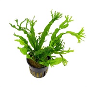 Java Fern