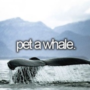 Pet a Whale