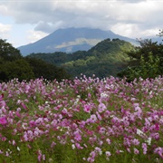 Tottori Hanakaira Flower Park