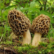 Morel Musroom