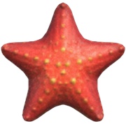 Sea Star