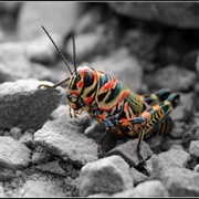 Las Langostas Pintadas