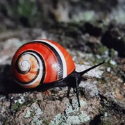 Painted Snail
