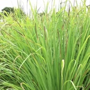 SCHOENANTHUS / LEMONGRASS (Sahih Al-Bukhari).