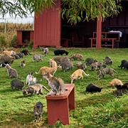 Lanai Cat Sanctuary