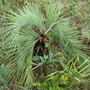 Dwarf Jelly Palm (Butia Archeri)