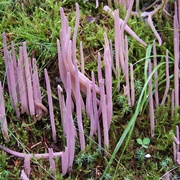 Purple Coral (Alloclavaria Purpurea)