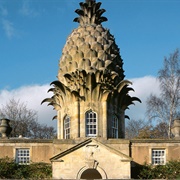 The Pineapple