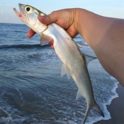 Ladyfish