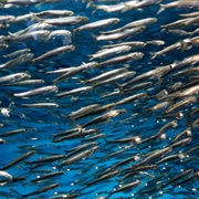 Sardines