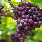 Grapes