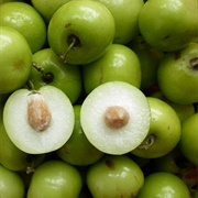 Indian Jujube (Ziziphus Mauritiana)