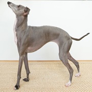 Groom an Italian Greyhound
